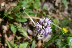 Orchis simia