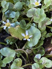 Ranunculus omiophyllus