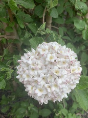 Viburnum carlesii