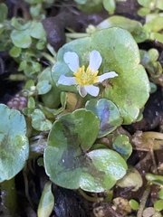 Ranunculus omiophyllus