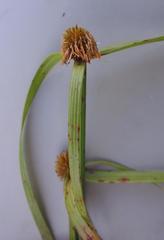 Cyperus melanospermus