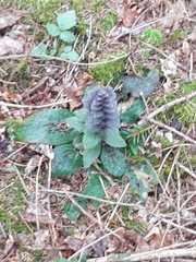 Ajuga pyramidalis