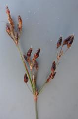 Fimbristylis dichotoma dichotoma