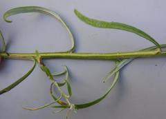 Helichrysum athrixiifolium