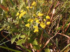 Helichrysum athrixiifolium