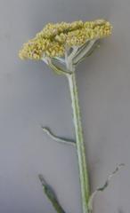 Helichrysum stenopterum