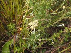Helichrysum stenopterum