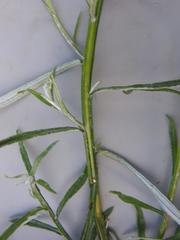 Helichrysum stenopterum