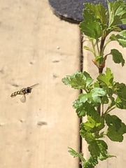 Lapposyrphus lapponicus