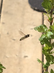 Lapposyrphus lapponicus