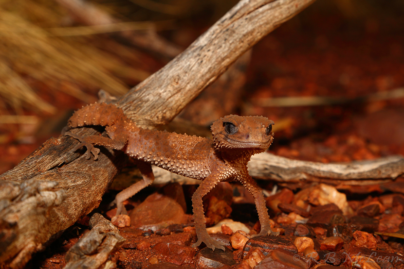 Northern Banded Knob-Tailed Gecko