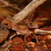 Northern Banded Knob-tailed Gecko - Photo (c) r_o_b27, some rights reserved (CC BY-NC), uploaded by r_o_b27