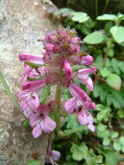 Pedicularis refracta