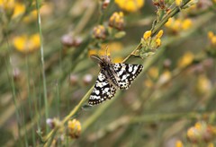 Eurranthis plummistaria