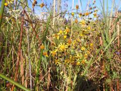 Senecio inornatus
