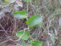Smilax anceps