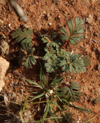 Image of Pelargonium minimum by (c) Tony Rebelo, some rights reserved (CC BY-SA)
