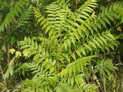 Toona hexandra