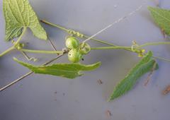Zehneria scabra