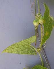 Zehneria scabra