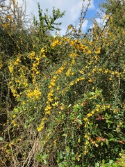 Berberis darwinii