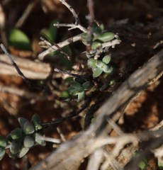 Crassula subaphylla