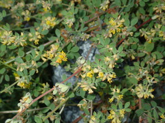 Acmispon heermannii heermannii