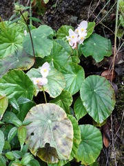 Begonia pulvinifera