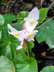 Begonia pulvinifera