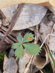 Phragmidium potentillae