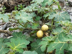 Solanum myriacanthum