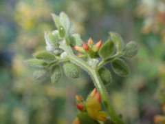 Acmispon heermannii heermannii