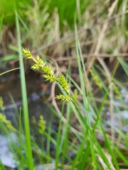 Carex elongata