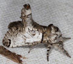 Inguromorpha basalis