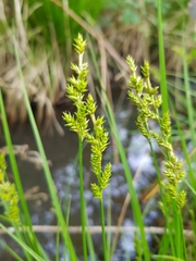 Carex elongata