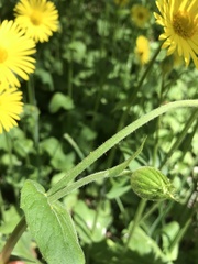 Doronicum × excelsum