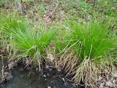 Carex elongata