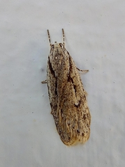 Semioscopis avellanella
