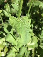 Doronicum × excelsum