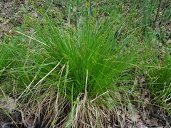 Carex elongata