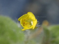 Erythranthe floribunda