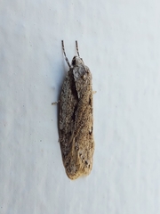 Semioscopis avellanella
