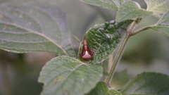 Acacesia hamata