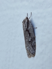 Semioscopis avellanella