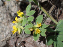 Acmispon heermannii heermannii