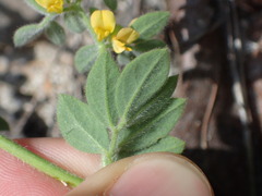 Acmispon heermannii heermannii