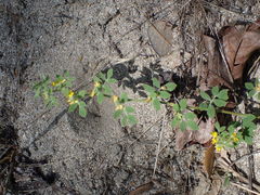 Acmispon heermannii heermannii