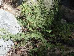 Acmispon heermannii heermannii