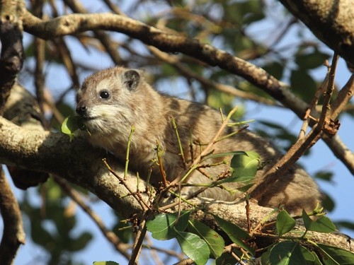 Southern Tree Hyrax