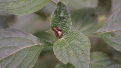 Acacesia hamata